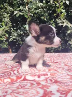 Black tri female #1 (runt) , a female Cardigan Welsh Corgi and Pembroke Welsh Corgi for sale in Brooksville, FL – 5 of 7