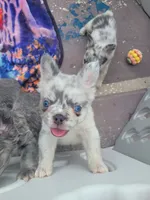 Polar bear Lilac Merle Fluffy , a male French Bulldog for sale in Brooksville, FL – 10 of 10