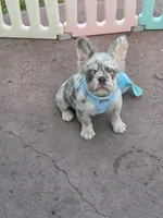 Polar bear Lilac Merle Fluffy , a male French Bulldog for sale in Brooksville, FL – 3 of 5