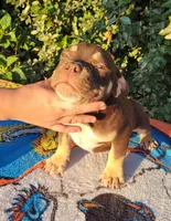 Carmen Chocolate tri , a male American Bully for sale in Brooksville, FL – 3 of 10