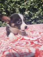 Black tri female #1 (runt) , a female Cardigan Welsh Corgi and Pembroke Welsh Corgi for sale in Brooksville, FL – 7 of 7