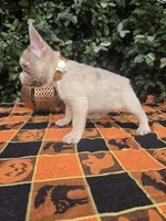 Diane Coco Rojo Merle girl , a female French Bulldog for sale in Brooksville, FL – 9 of 9