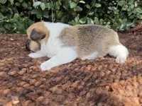 Sunny Red Sable male, a male Pembroke Welsh Corgi for sale in Brooksville, FL – 6 of 6