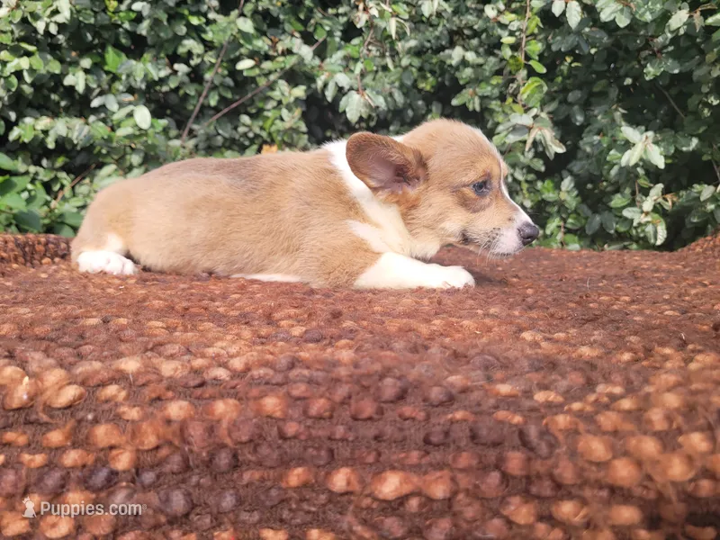 Maple blue sable  – Pembroke Welsh Corgi puppy for sale in Brooksville, FL