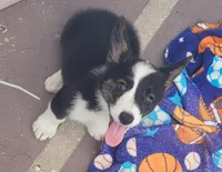 Black tri female #2 , a female Cardigan Welsh Corgi and Pembroke Welsh Corgi for sale in Brooksville, FL – 6 of 8