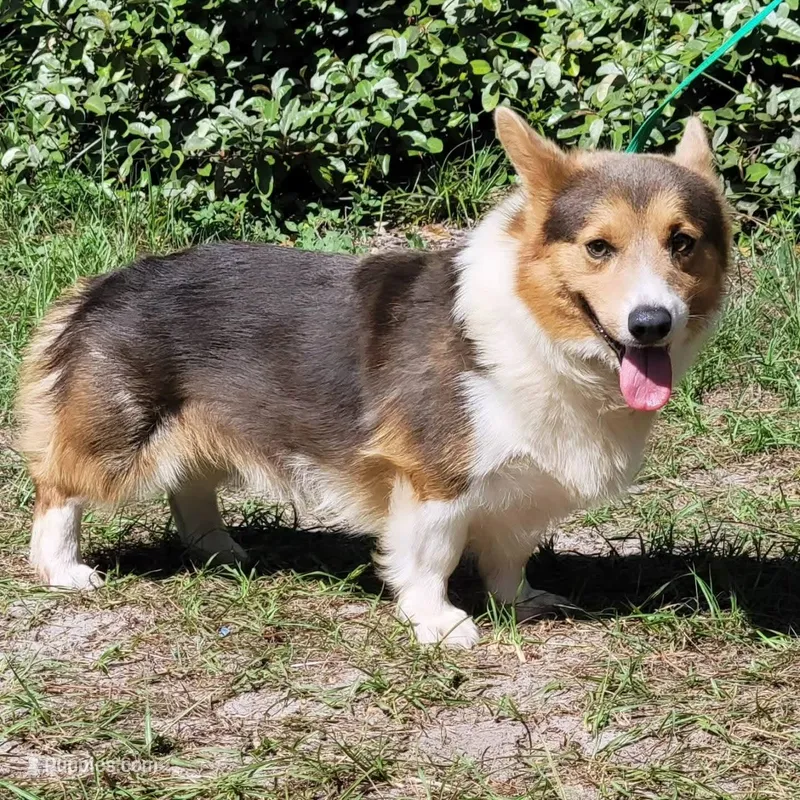 Baloo Bluie tri  – Pembroke Welsh Corgi puppy for sale in Brooksville, FL