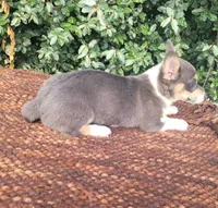 Bobby Blue tri , a male Pembroke Welsh Corgi for sale in Brooksville, FL – 4 of 10