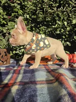 Diane Coco Isabella Merle girl , a female French Bulldog for sale in Brooksville, FL – 10 of 10