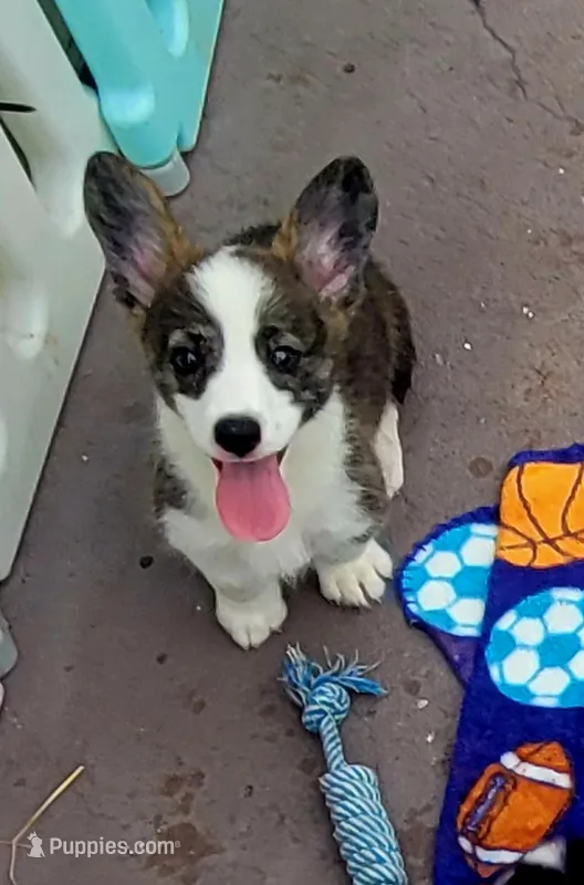 Brindle female  – Cardigan Welsh Corgi, Pembroke Welsh Corgi puppy for sale in Brooksville, FL