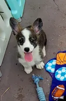 Brindle female , a female Cardigan Welsh Corgi and Pembroke Welsh Corgi for sale in Brooksville, FL – 1 of 9