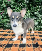 Ckc Bobby Blue tri , a male Pembroke Welsh Corgi for sale in Brooksville, FL – 4 of 8