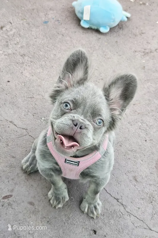 Jade Lilac tri Fluffy girl  – French Bulldog puppy for sale in Brooksville, FL