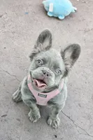 Jade Lilac tri Fluffy girl , a female French Bulldog for sale in Brooksville, FL – 2 of 6