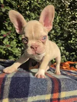 Jack Coco fawn Merle , a male French Bulldog for sale in Brooksville, FL – 2 of 10
