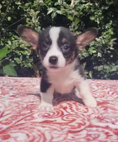 Black tri female #1 (runt) , a female Cardigan Welsh Corgi and Pembroke Welsh Corgi for sale in Brooksville, FL – 2 of 7