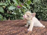 Diane Coco Fawn Merle girl , a female French Bulldog for sale in Brooksville, FL – 8 of 9
