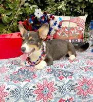 Billy Blue Tri #1, a male Pembroke Welsh Corgi for sale in Brooksville, FL – 5 of 8