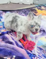 Polar bear Lilac Merle Fluffy , a male French Bulldog for sale in Brooksville, FL – 2 of 10