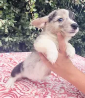 Merle tri female , a female Cardigan Welsh Corgi and Pembroke Welsh Corgi for sale in Brooksville, FL – 7 of 7