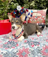 Billy Blue Tri #1, a male Pembroke Welsh Corgi for sale in Brooksville, FL – 2 of 8