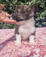 Brindle Male , a male Cardigan Welsh Corgi and Pembroke Welsh Corgi for sale in Brooksville, FL – 6 of 8