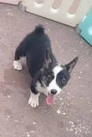 Black tri female #2 , a female Cardigan Welsh Corgi and Pembroke Welsh Corgi for sale in Brooksville, FL – 2 of 8