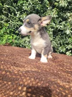 Bobby Blue tri , a male Pembroke Welsh Corgi for sale in Brooksville, FL – 2 of 10