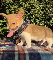 Sunny Red Sable male, a male Pembroke Welsh Corgi for sale in Brooksville, FL – 8 of 10