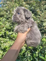 Jade Lilac tri Fluffy girl , a female French Bulldog for sale in Brooksville, FL – 4 of 9