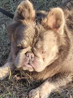 Jade Lilac tri Fluffy girl , a female French Bulldog for sale in Brooksville, FL – 8 of 9