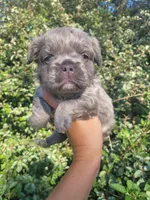 Jade Lilac tri Fluffy girl , a female French Bulldog for sale in Brooksville, FL – 6 of 9