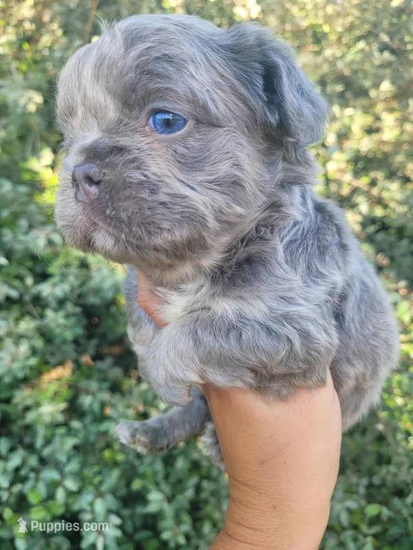 Jade Lilac tri Fluffy girl  – French Bulldog puppy for sale in Brooksville, FL