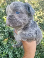 Jade Lilac tri Fluffy girl , a female French Bulldog for sale in Brooksville, FL – 1 of 9