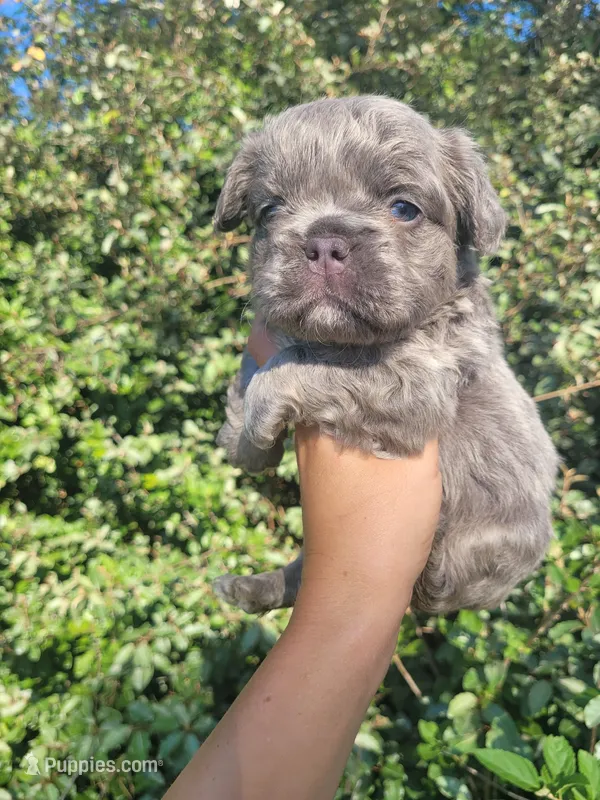 Jade Lilac tri Fluffy girl  – French Bulldog puppy for sale in Brooksville, FL