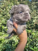 Jade Lilac tri Fluffy girl , a female French Bulldog for sale in Brooksville, FL – 5 of 9