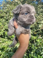 Jade Lilac tri Fluffy girl , a female French Bulldog for sale in Brooksville, FL – 3 of 9