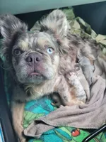 Jade Lilac tri Fluffy girl , a female French Bulldog for sale in Brooksville, FL – 7 of 9