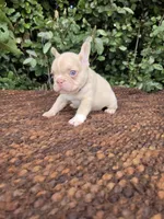 Jack Coco fawn Merle , a male French Bulldog for sale in Brooksville, FL – 4 of 10