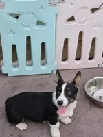 Raven Black tri , a female Cardigan Welsh Corgi and Pembroke Welsh Corgi for sale in Brooksville, FL – 3 of 6
