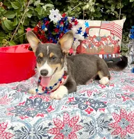 Billy Blue Tri #1, a male Pembroke Welsh Corgi for sale in Brooksville, FL – 3 of 8