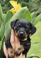 Sarah Black tri chiweenie , a female Dachshund and Chihuahua for sale in Brooksville, FL – 1 of 1
