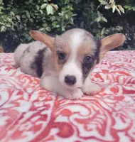 Merle tri male , a male Cardigan Welsh Corgi and Pembroke Welsh Corgi for sale in Brooksville, FL – 10 of 10