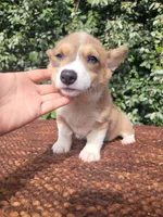Maple blue sable , a female Pembroke Welsh Corgi for sale in Brooksville, FL – 2 of 9