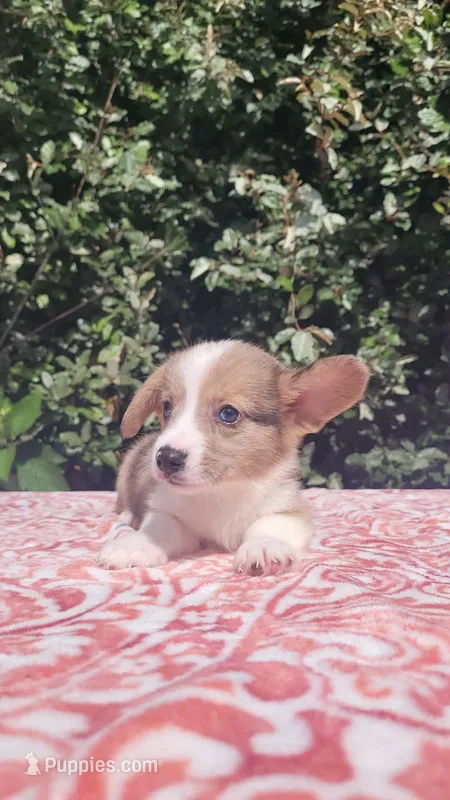Red Merle male (Blue Eyes) – Cardigan Welsh Corgi, Pembroke Welsh Corgi puppy for sale in Brooksville, FL