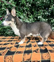 Ckc Bobby Blue tri , a male Pembroke Welsh Corgi for sale in Brooksville, FL – 8 of 8