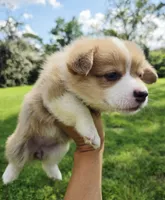 Sadie Red Longhair , a female Pembroke Welsh Corgi for sale in Brooksville, FL – 8 of 9