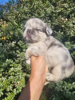 Diamond Lilac Merle Fluffy , a female French Bulldog for sale in Brooksville, FL – 6 of 10