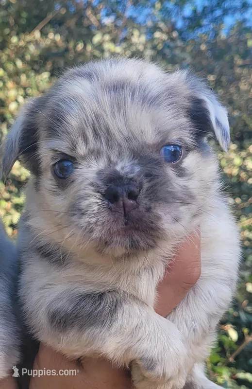 Diamond Lilac Merle Fluffy  – French Bulldog puppy for sale in Brooksville, FL