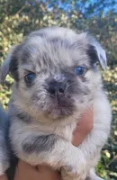 Diamond Lilac Merle Fluffy , a female French Bulldog for sale in Brooksville, FL – 1 of 10