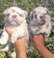 Diamond Lilac Merle Fluffy , a female French Bulldog for sale in Brooksville, FL – 2 of 10